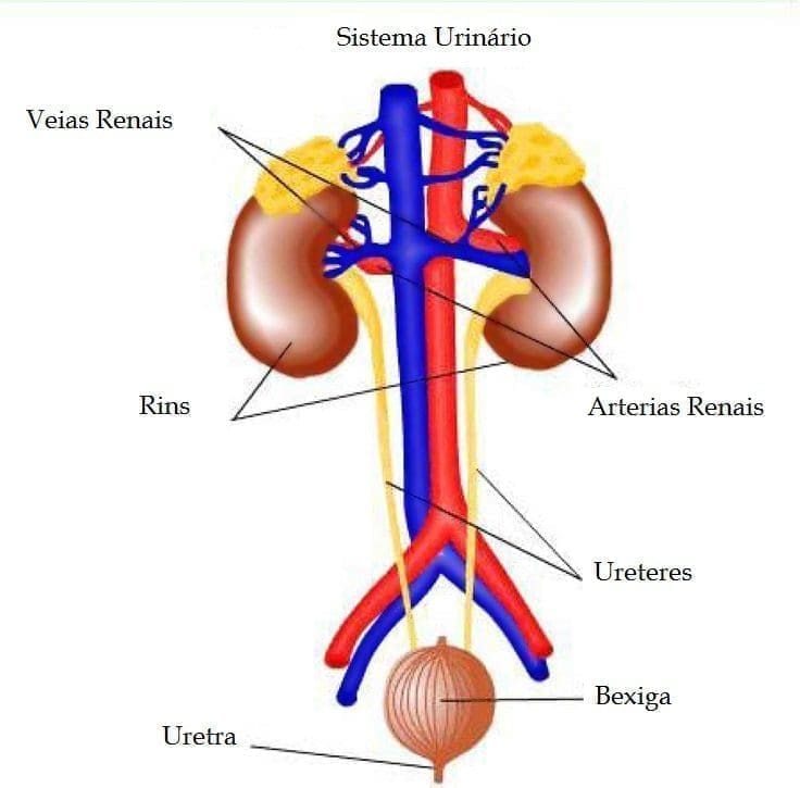 Infecção Urinária. Vivernatural.com.br