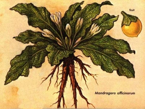 Raiz de mandrágora magia proteção sedução