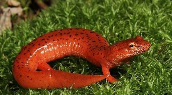 Salamandra Animal Totem