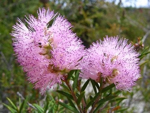 Óleo essencial da árvore do chá Melaleuca saúde cosmetologia acne cabelos