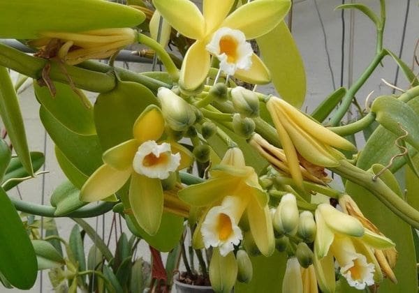 óleo essencial de baunilha aromaterapia saúde beleza
