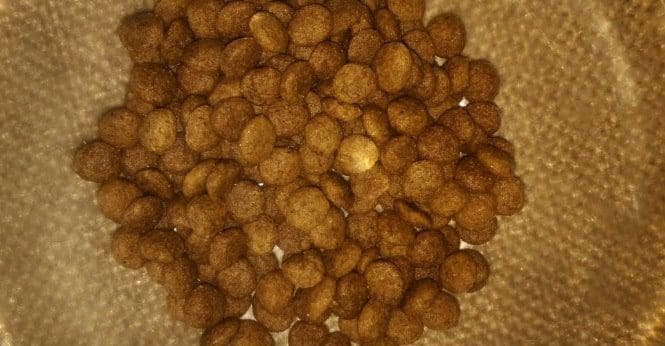 receita gatos caseira
