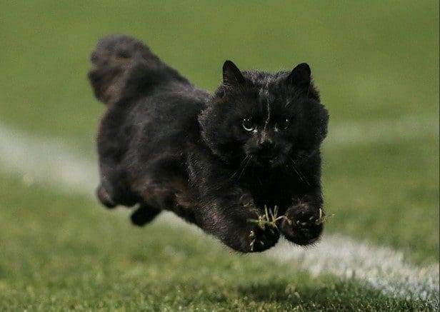 gato preto cores casa