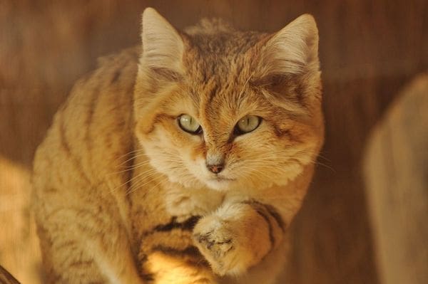 gato amarelo cores casa