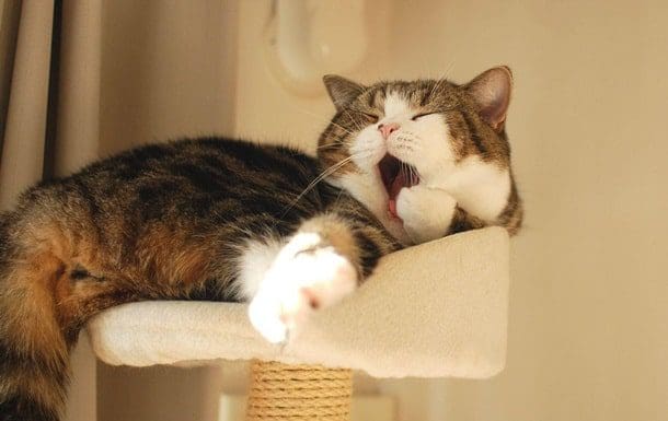gatos sinais felicidade 