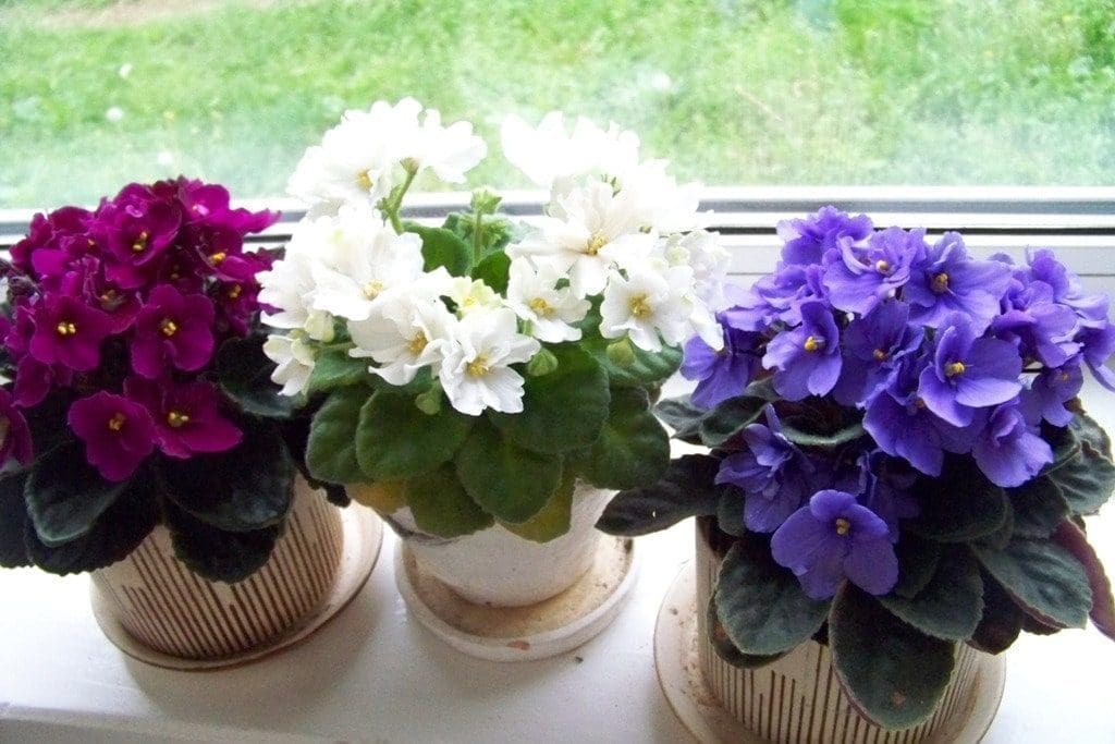 vasos violetas plantio