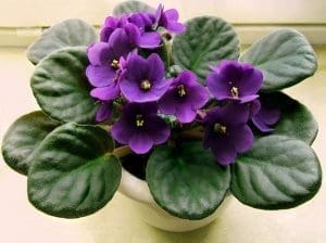 Plantando Violetas