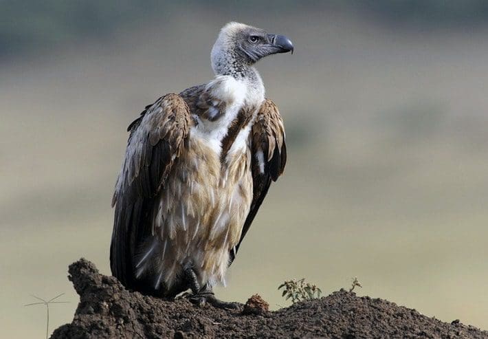 abutre animal poder totem espirito xamanismo