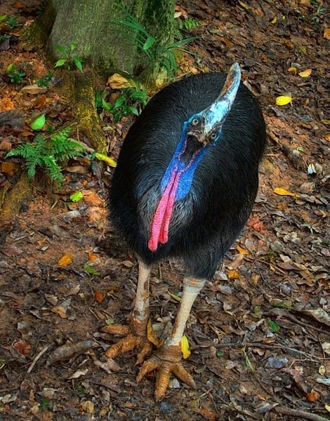 casuar totem xamanismo animal poder
