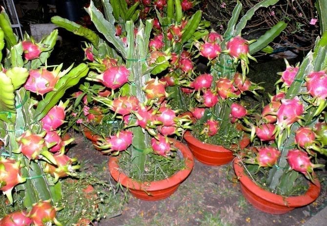 pitaya saúde vitamina câncer coração 
