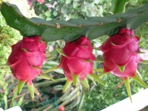 pitaya saúde vitamina câncer coração 