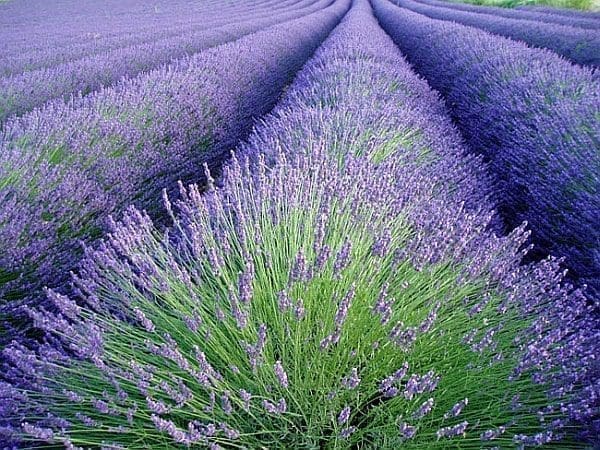óleo essencial de lavanda stress depressão insonia saúde pele rosto cabelos