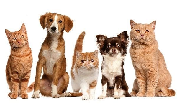 animais