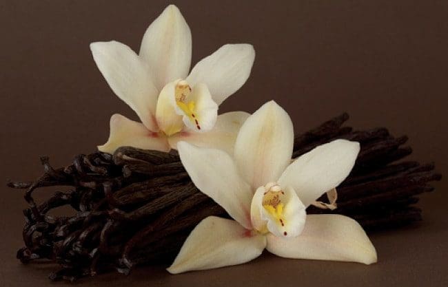 óleo essencial de baunilha aromaterapia saúde beleza