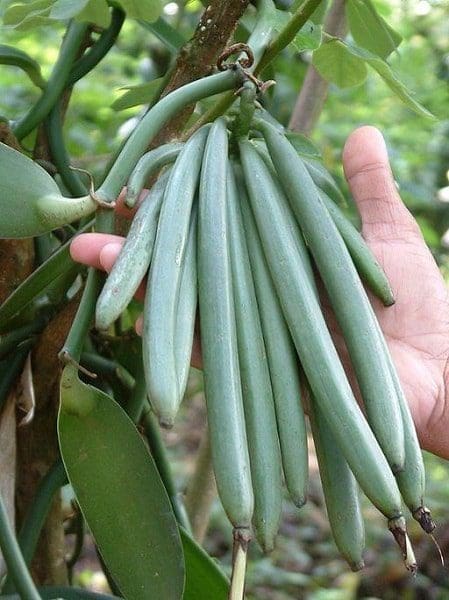 óleo essencial de baunilha aromaterapia saúde beleza