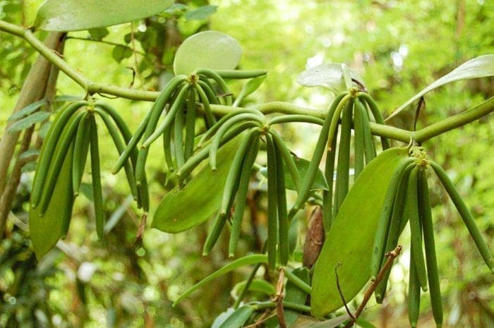 baunilha aromaterapia stress ansiedade saúde