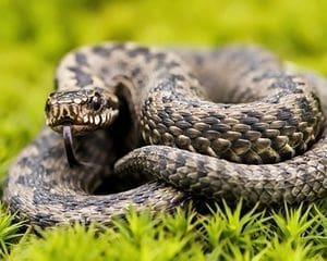 xamanismo animal de poder totem cobra