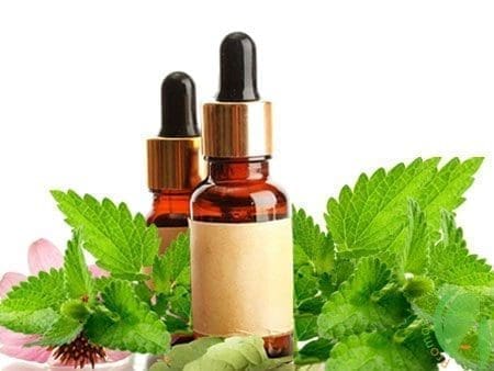 erva-cidreira Melissa óleo essencial aromaterapia saúde cabelos pele