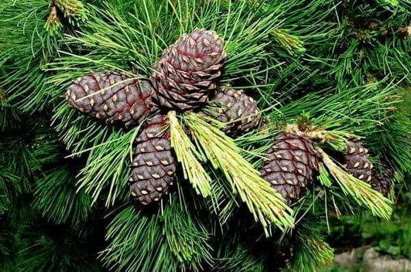 Cedro óleo essencial aromaterapia pele saúde rosto corpo cabelos unhas