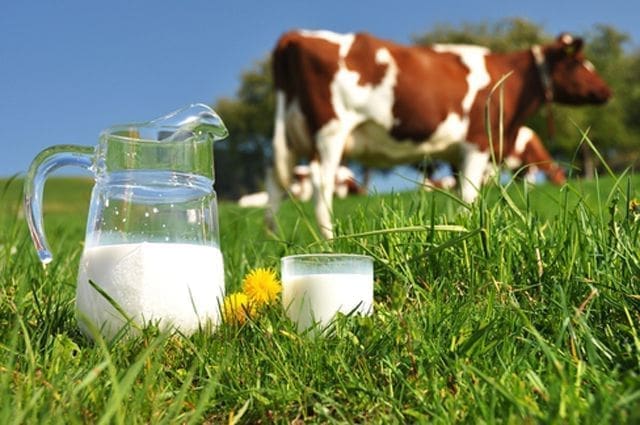 leite de vaca saúde dieta alimentação perda de peso crianças nutrição