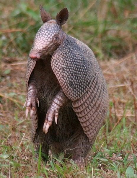 tatu totem xamanismo animal de poder