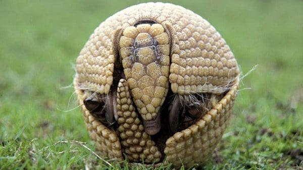 tatu totem xamanismo animal de poder