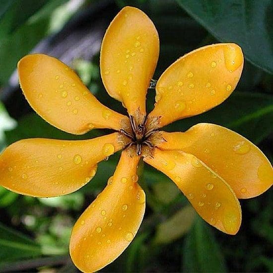 Óleo essencial de ylang-ylang saúde aromaterapia pele rosro corpo