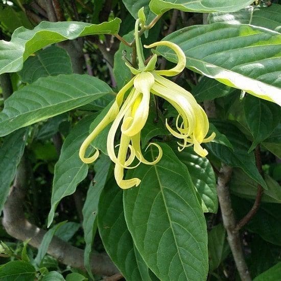 Óleo essencial de ylang-ylang saúde aromaterapia pele rosro corpo