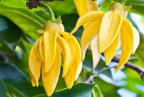 Óleo essencial de ylang-ylang saúde aromaterapia pele rosro corpo