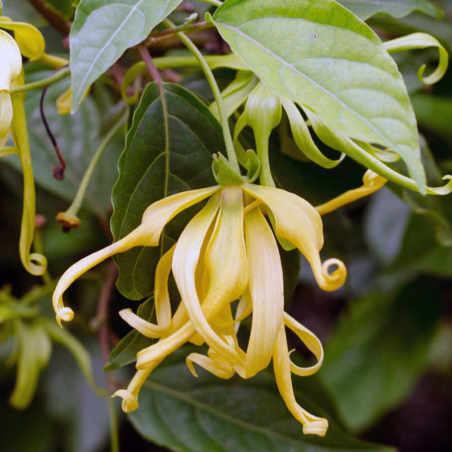 Óleo essencial de ylang-ylang saúde aromaterapia pele rosro corpo 