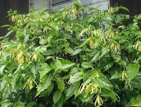 Óleo essencial de ylang-ylang saúde aromaterapia pele rosro corpo