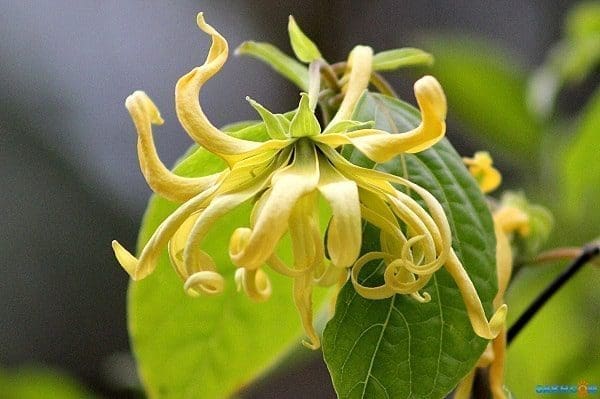 Óleo essencial de ylang-ylang saúde aromaterapia pele rosro corpo