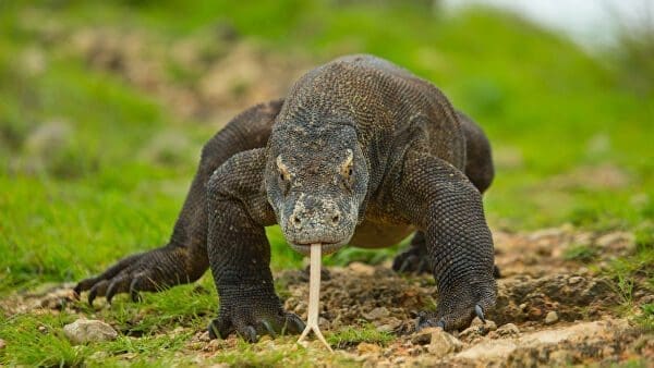Dragão de Komodo xamanismo totem animal de poder