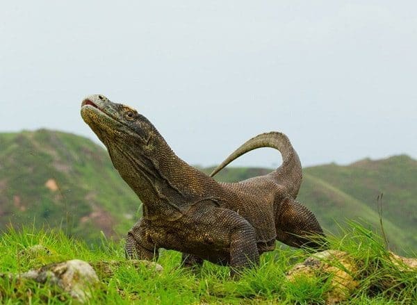 Dragão de Komodo xamanismo totem animal de poder