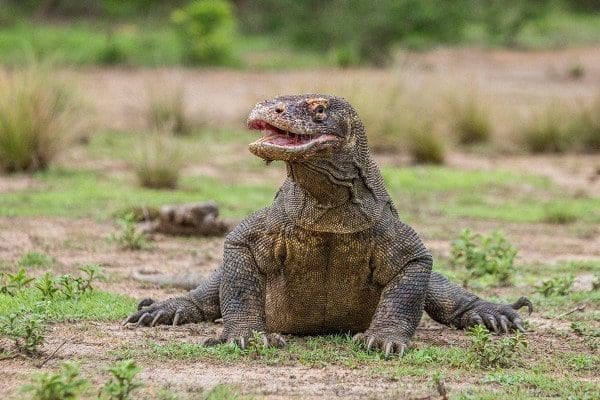 Dragão de Komodo xamanismo totem animal de poder