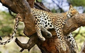 Animal Espiritual Leopardo