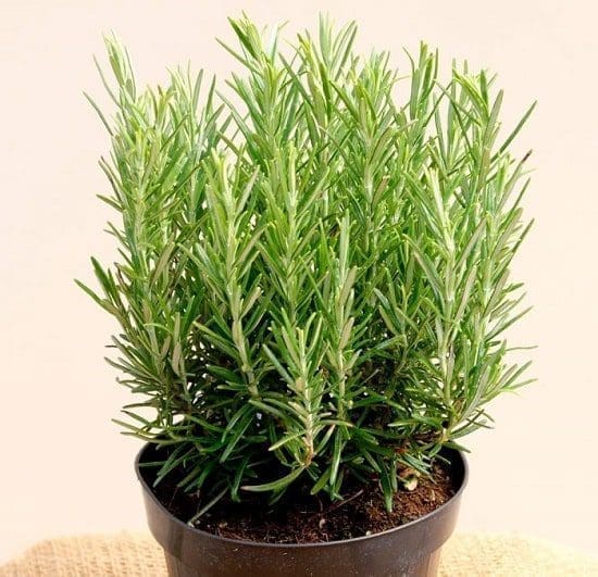 óleo essencial aromaterapia tratamento natural saúde
