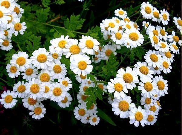óleo essencial aromaterapia tratamento natural saúde