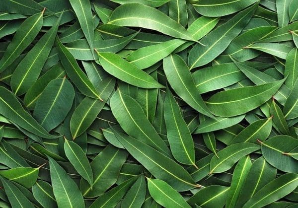 óleo essencial aromaterapia tratamento natural saúde