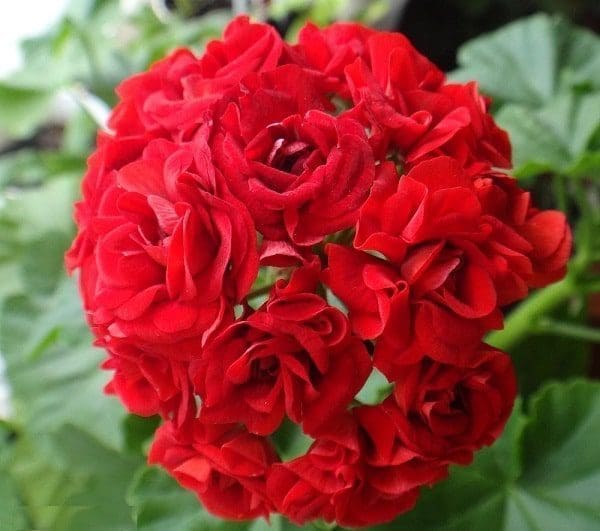 óleo essencial aromaterapia tratamento natural saúde