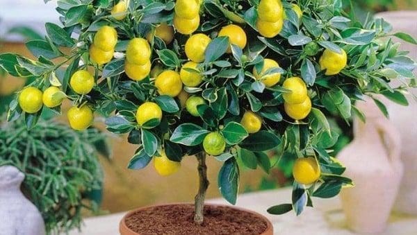 óleo essencial aromaterapia tratamento natural saúde