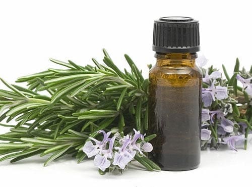 Óleo essencial alecrim aromaterapia cabelos pele rosto