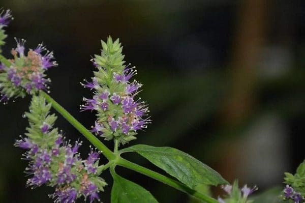 óleo essencial aromaterapia tratamento natural saúde