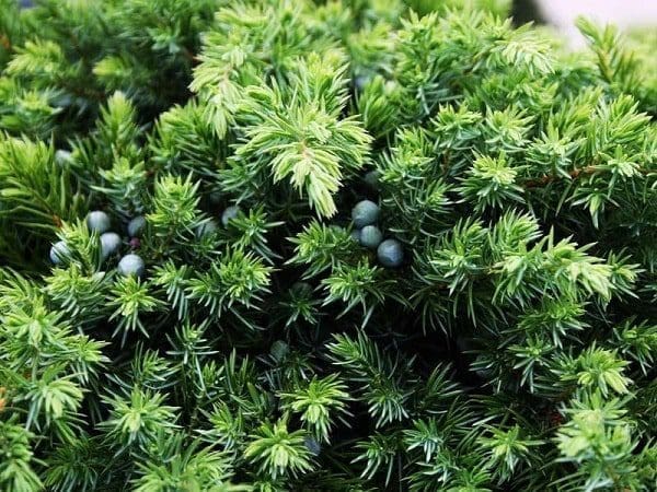 óleo essencial aromaterapia tratamento natural saúde